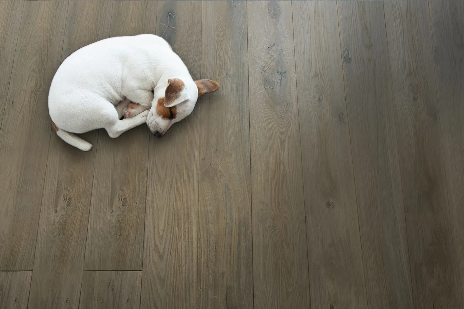 Dog on Hardwood floor | Pierce Carpet Mill Outlet