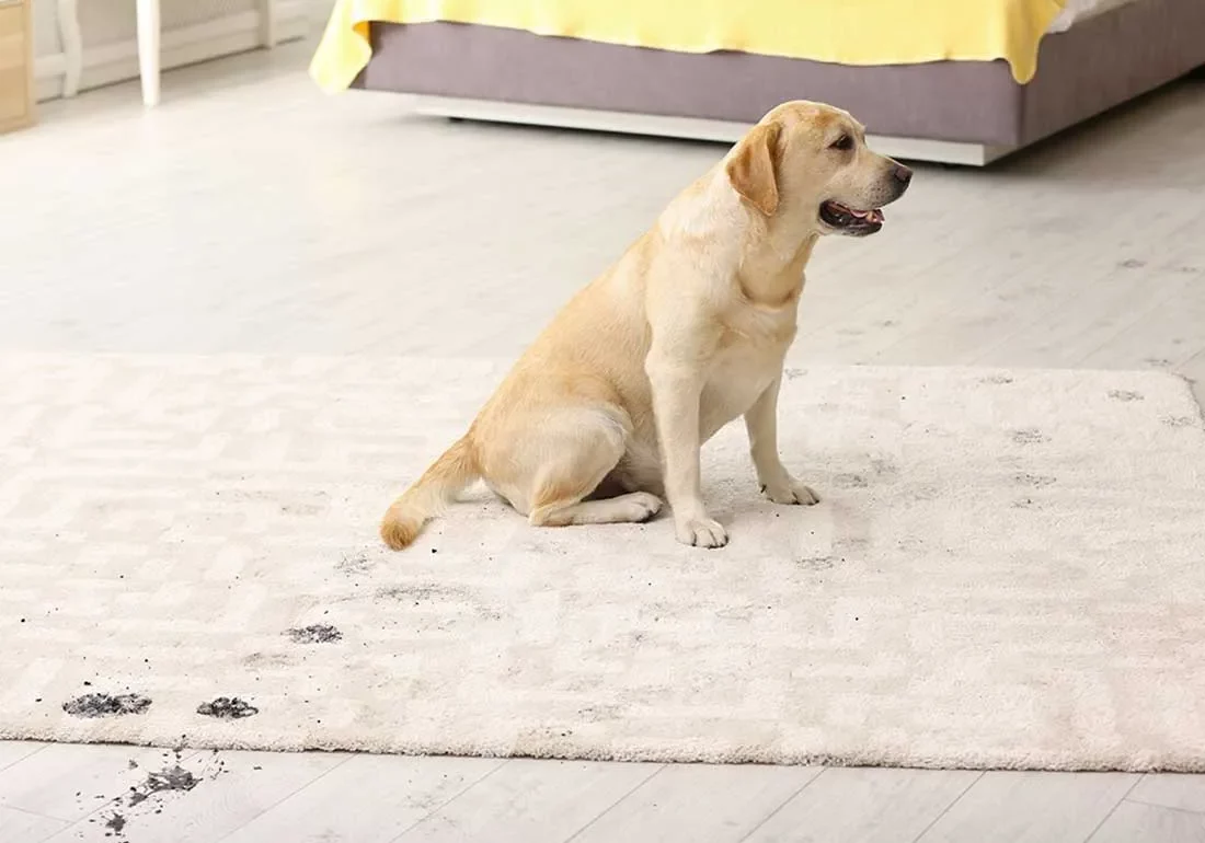 Area rug care | Pierce Carpet Mill Outlet